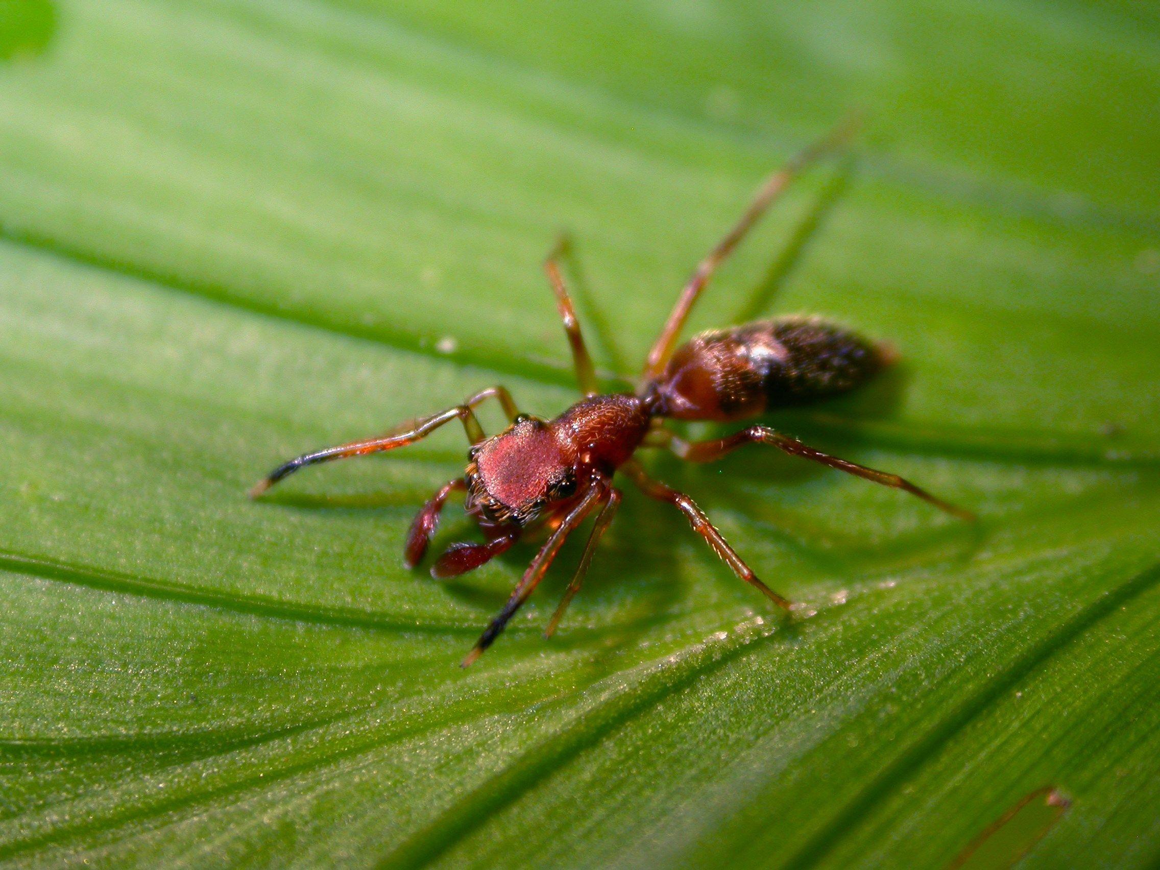 free high resolution wallpaper ant, 2272x1704 (626 kB). Fire Ants