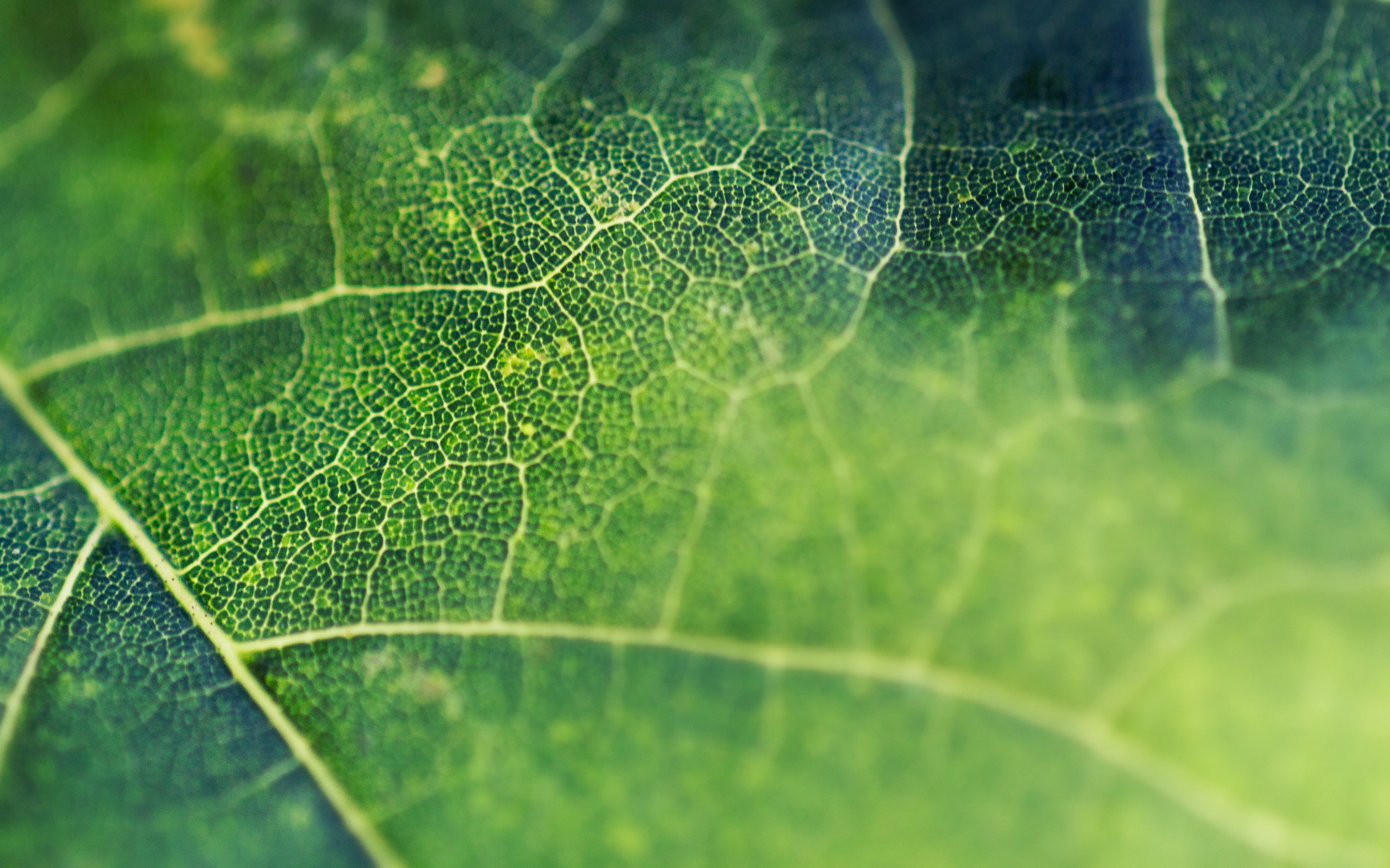 Leaf Macro Vines Network Free Wallpaper HD