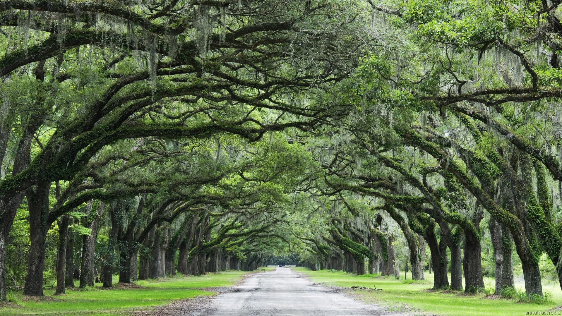 Savannah GA Wallpaper Scenes
