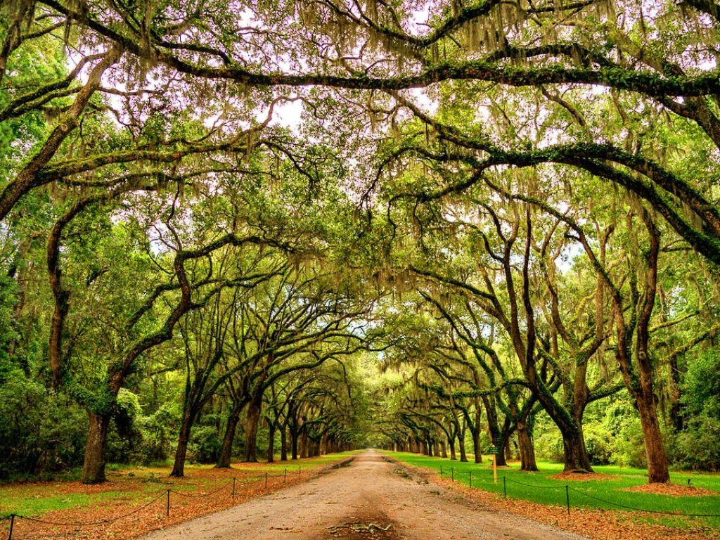 Savannah GA Wallpaper Scenes, Savannah GA Scenes Wallpaper PC