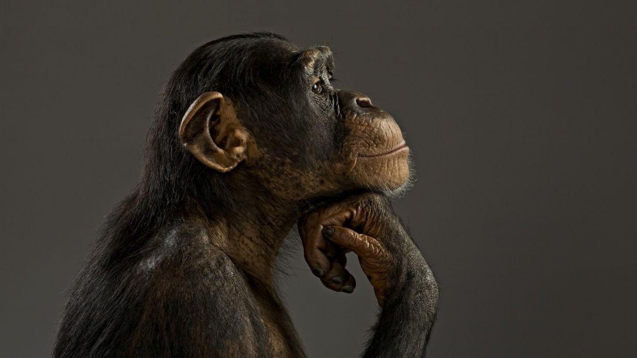 Monkey chimpanzee think wallpaperx1080