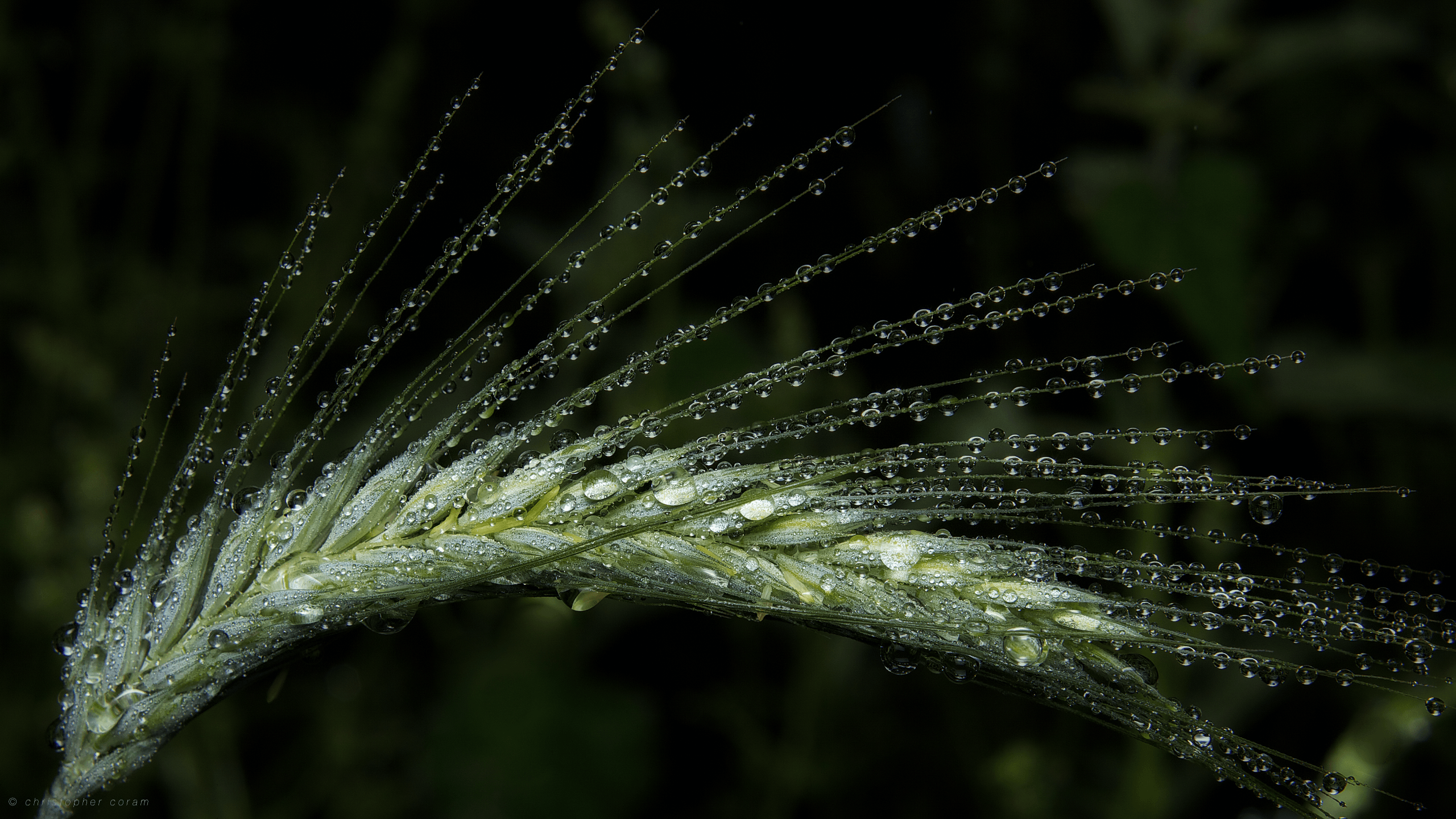 Macro HD Wallpaper and Background Image