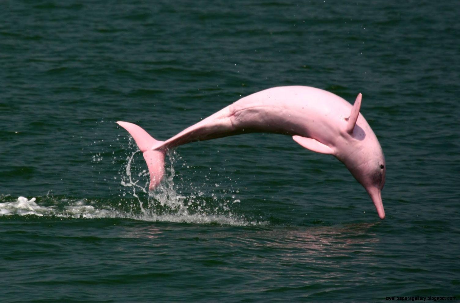 Baby Amazon Pink River Dolphin