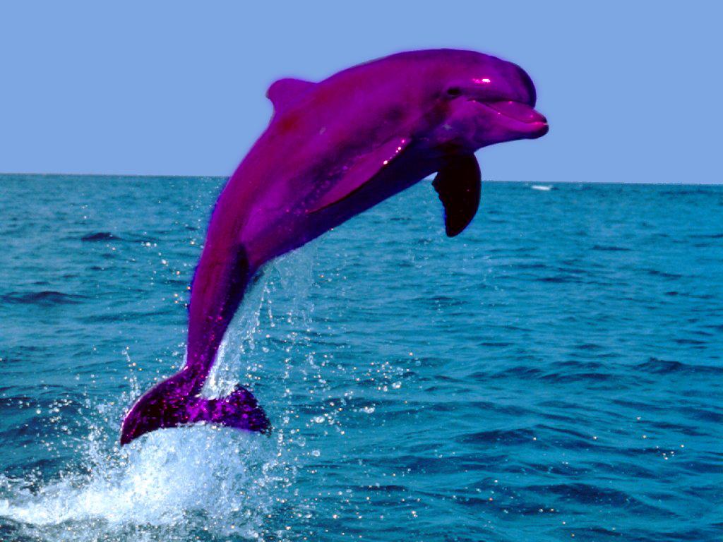Pink Dolphins Jumping HD Wallpaper, Background Image