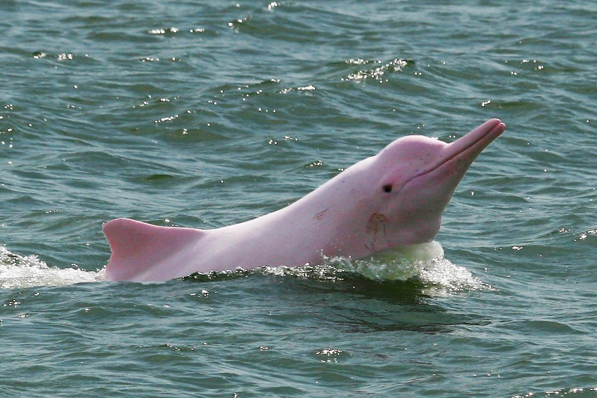 Animals Pink Dolphin 1200x800px