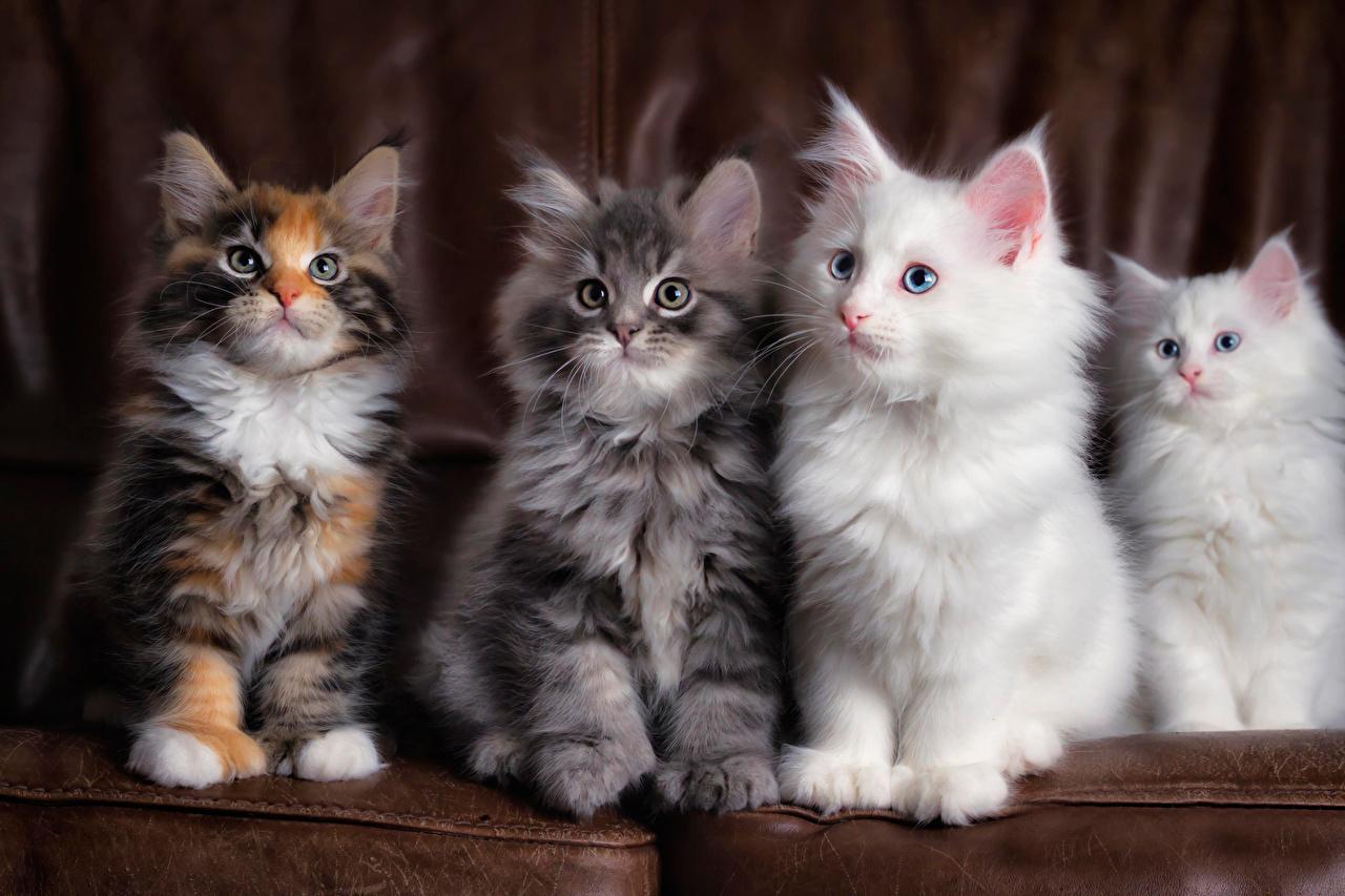 Wallpaper kitty cat Maine Coon Cats Fluffy Animals