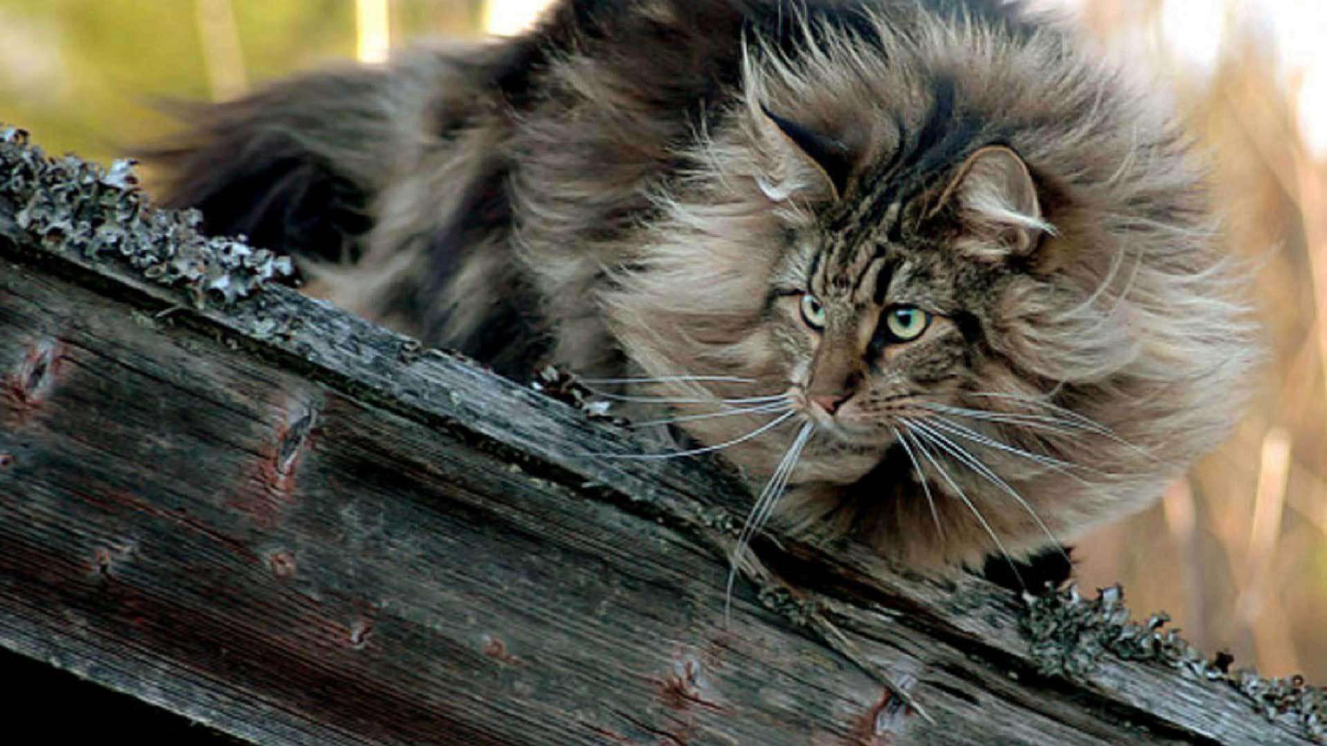 Fluffy Norwegian Forest Cat wallpaper and image