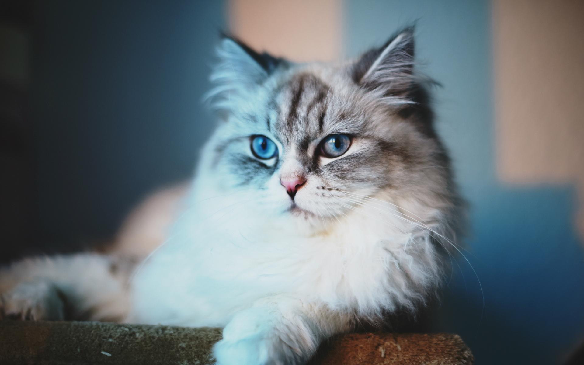 Fluffy grey cat