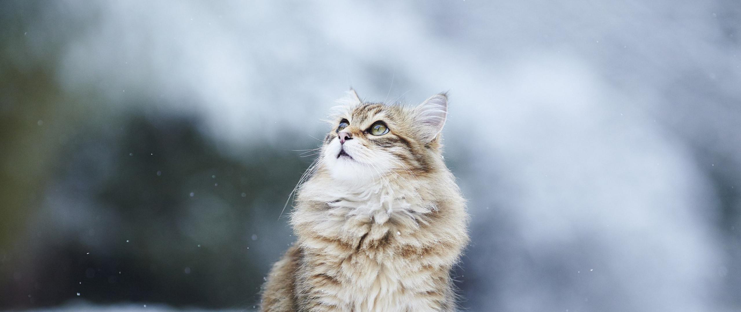 Пушистый кот в снегу HD