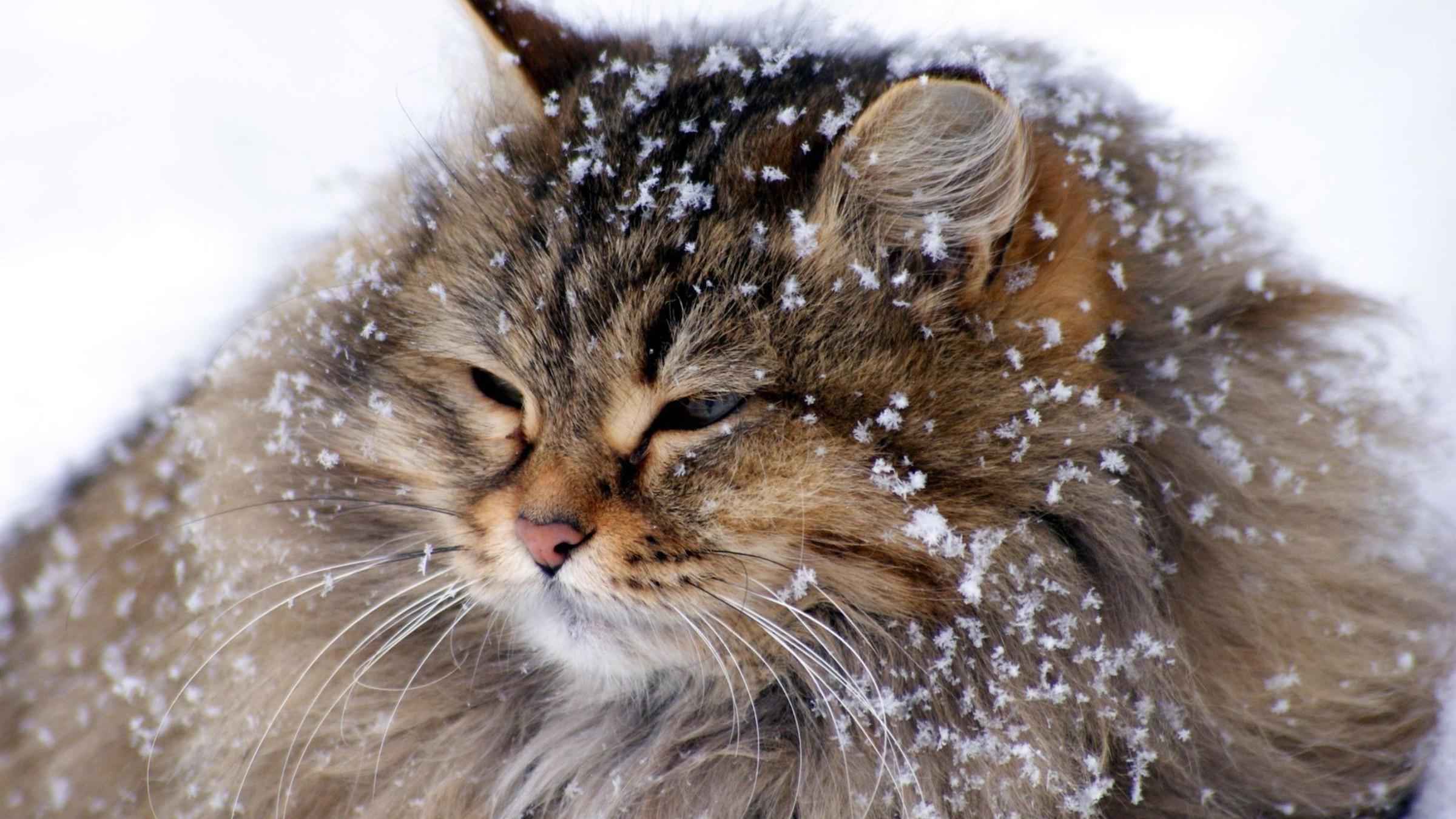 Animals cats snow winter wallpaper. PC