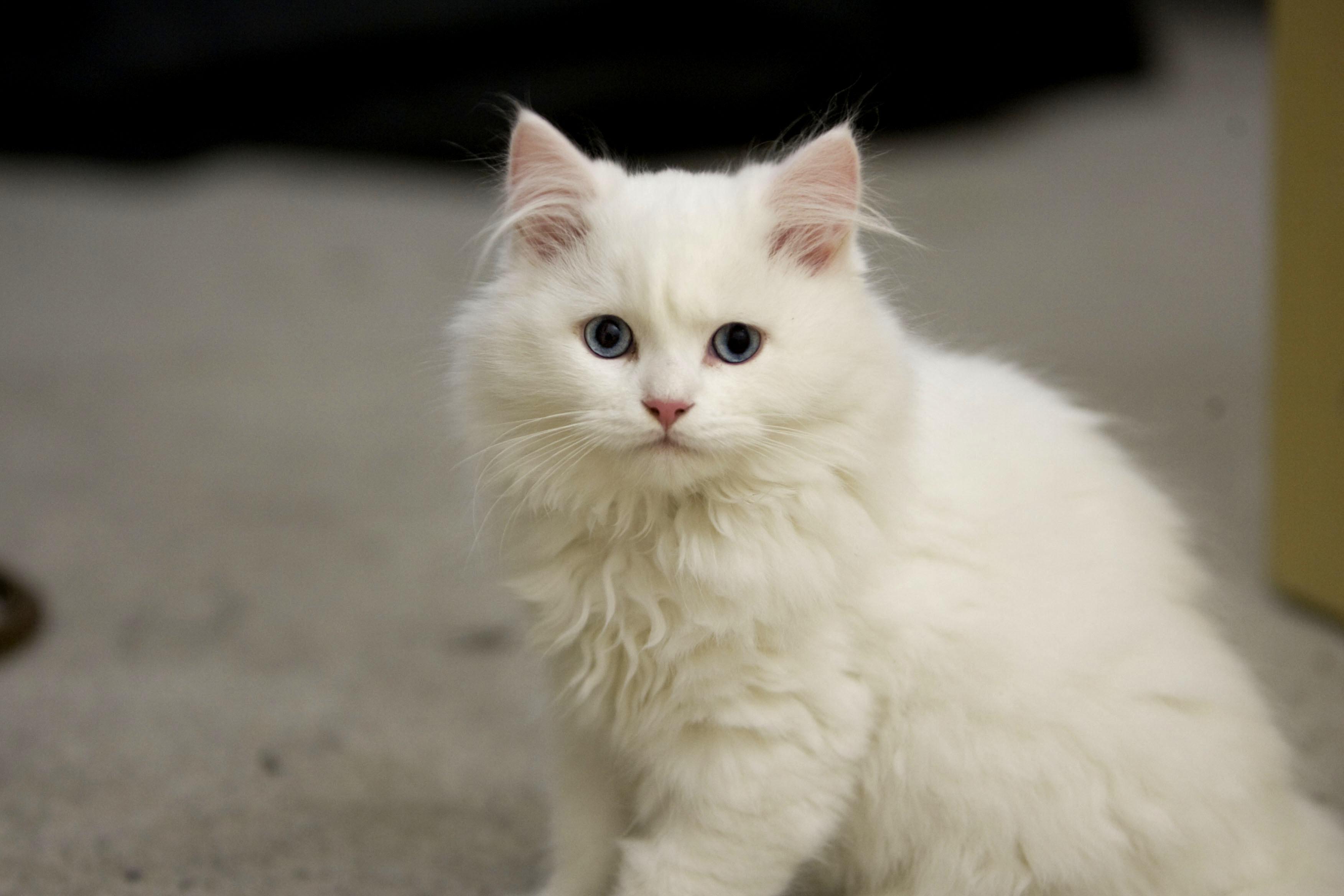 White fluffy cat with blue eyes wallpaper and image