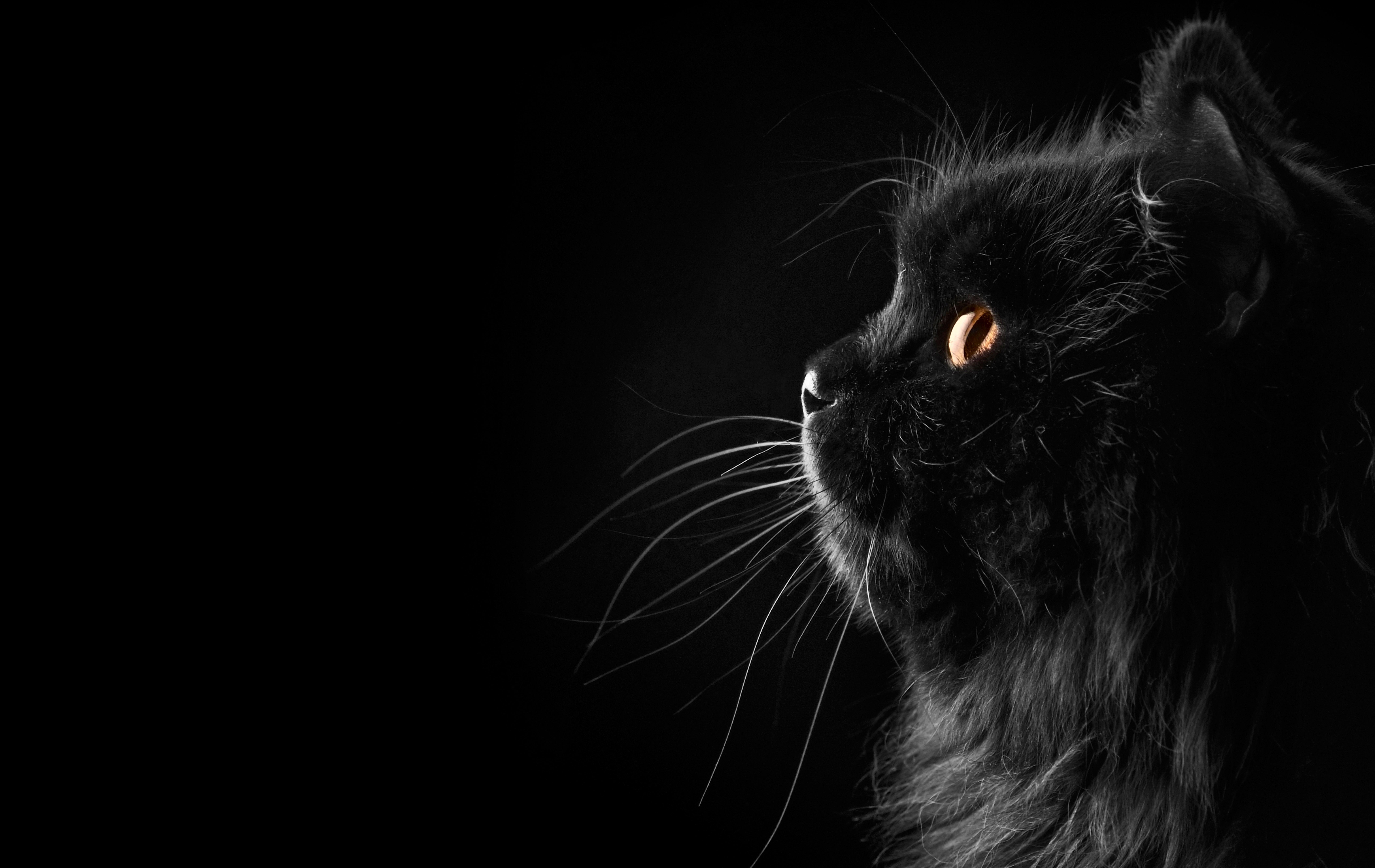 Download Fluffy Black Cat Wallpaper Wallpaper Image