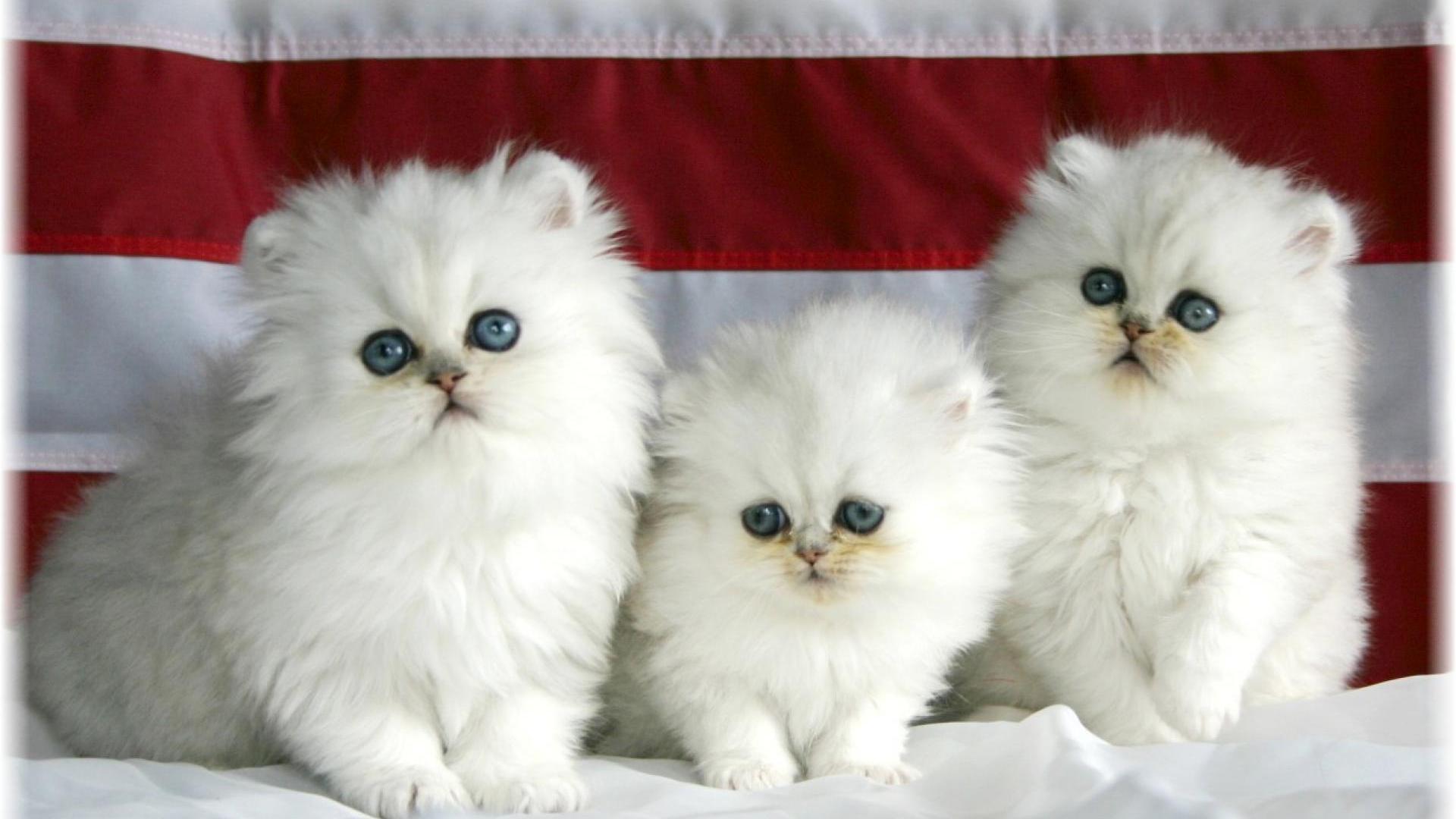 Wallpaper White Picture Of Cats