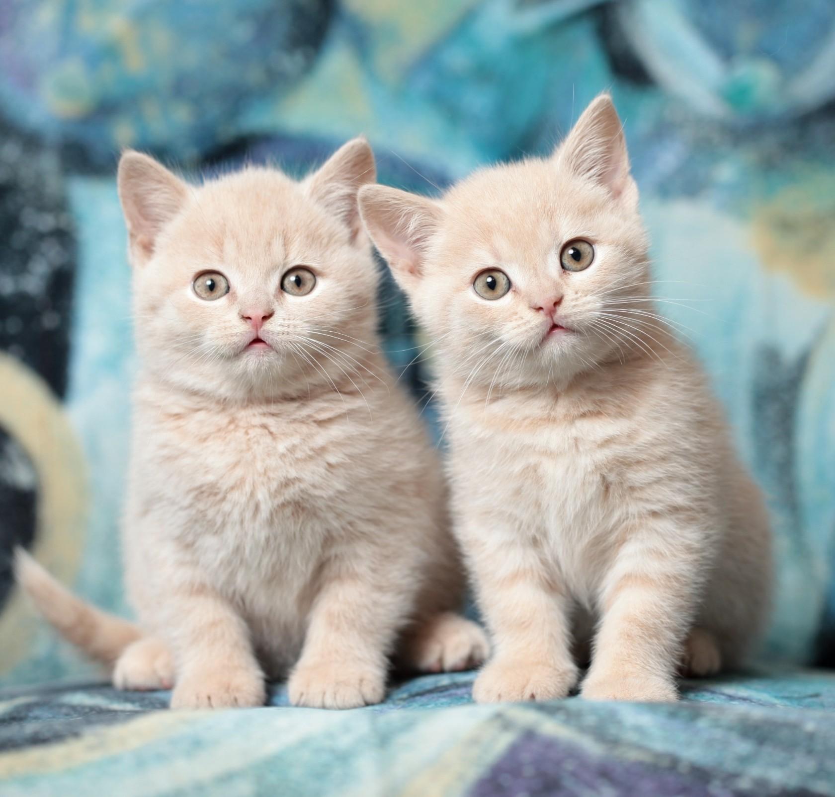 Download 1680x1605 Kittens, Adorable, Fluffy, Cute, Cats Wallpaper