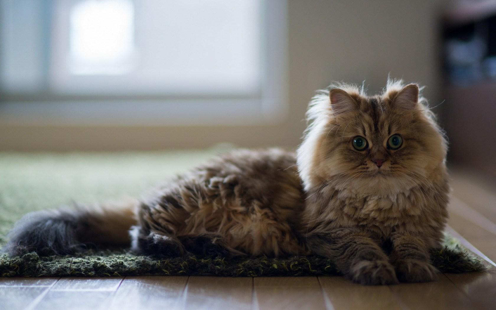 Fluffy Cat, High Definition, High Quality, Widescreen