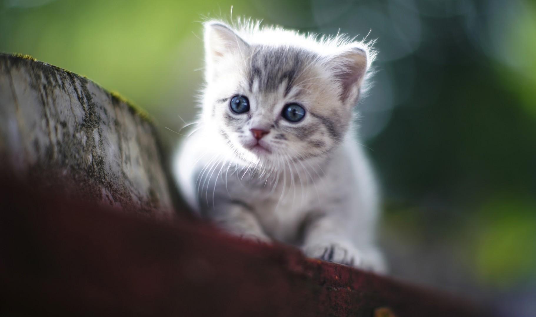 Download 1822x1077 Kitten, Cute, Fluffy, Blue Eyes, Cats Wallpaper