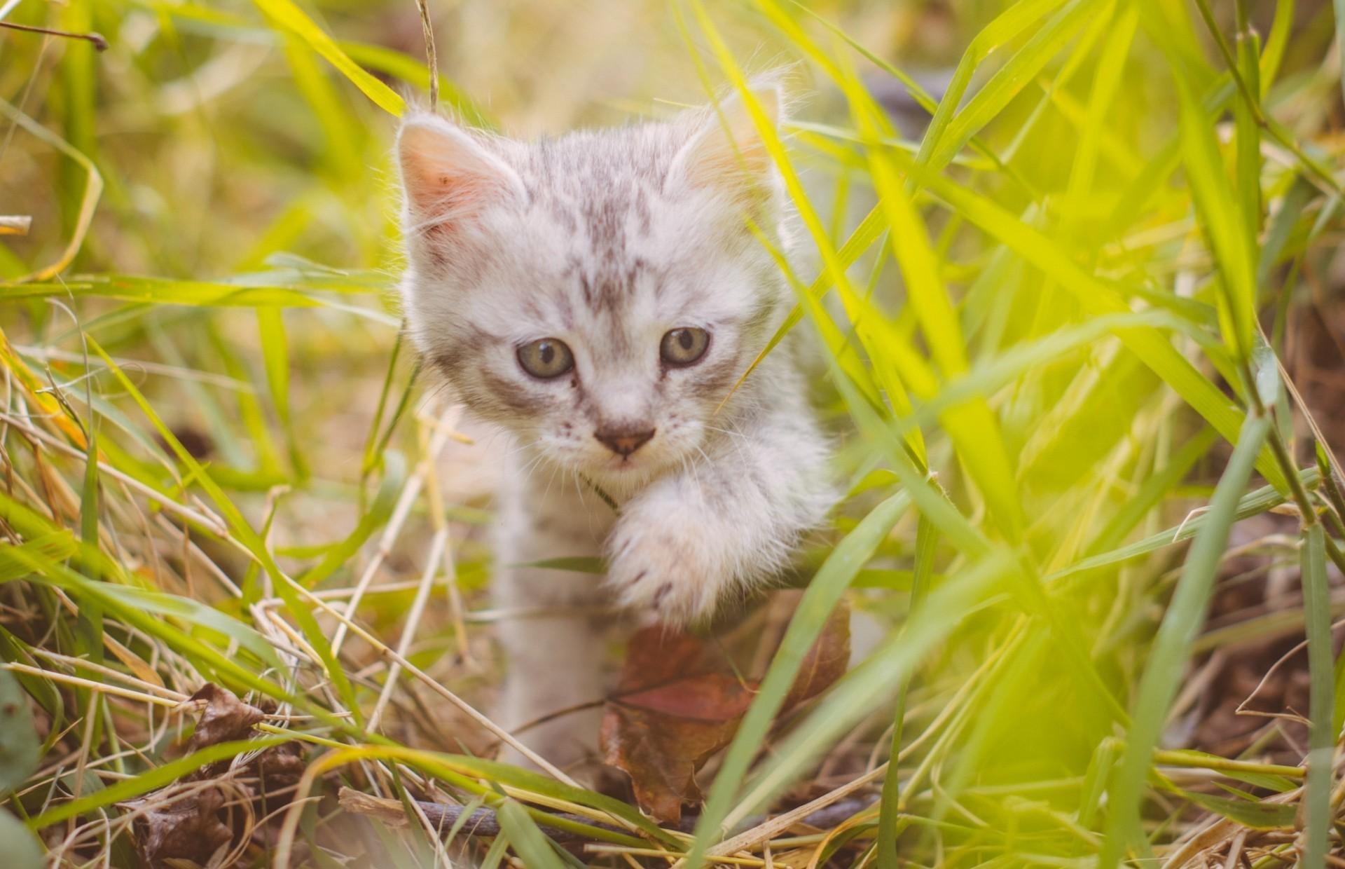 Download 1920x1240 Kitten, Cute, Walking, Plants, Fluffy, Cats