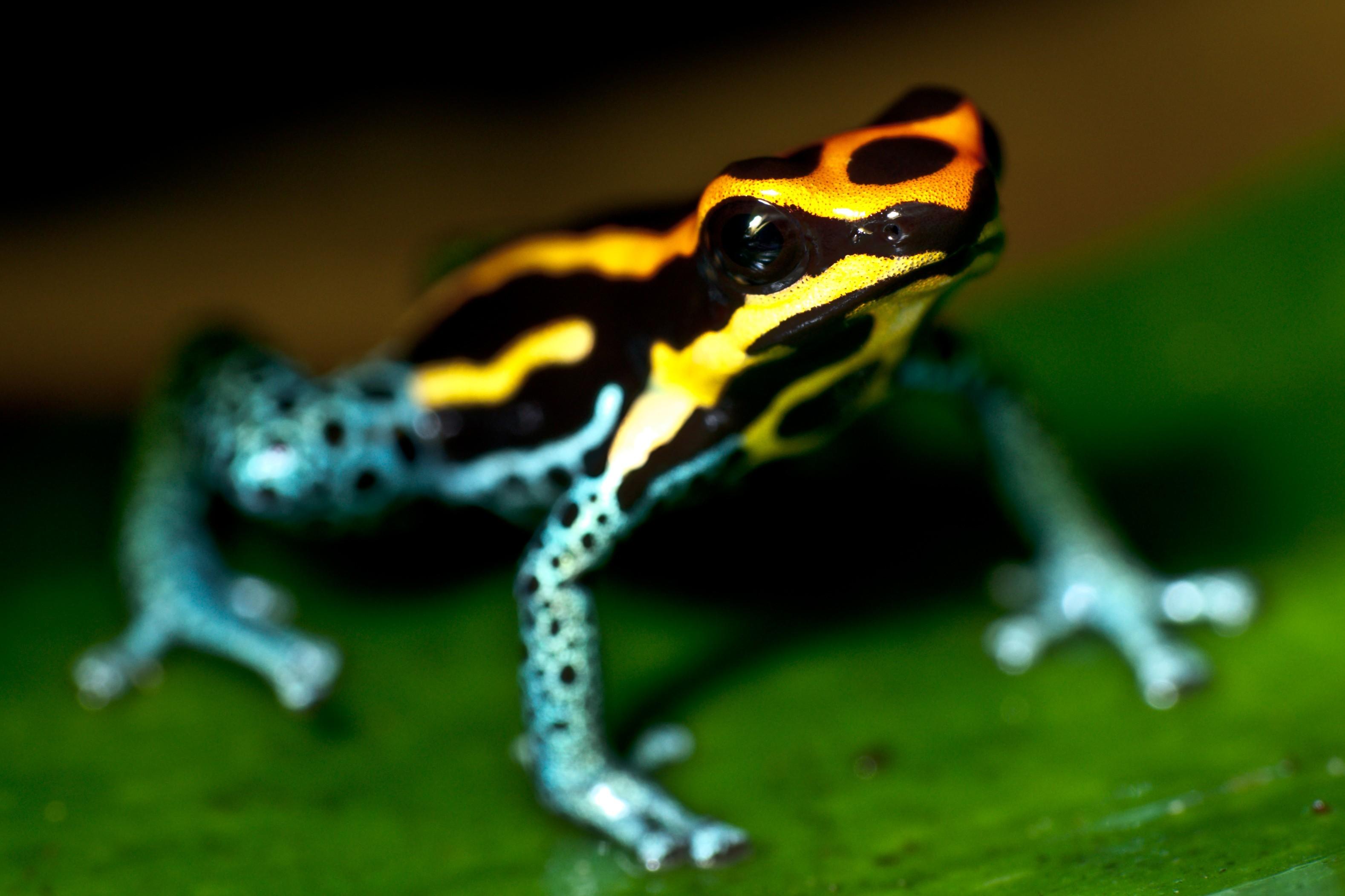 Animals amphibians poison dart frogs wallpaper