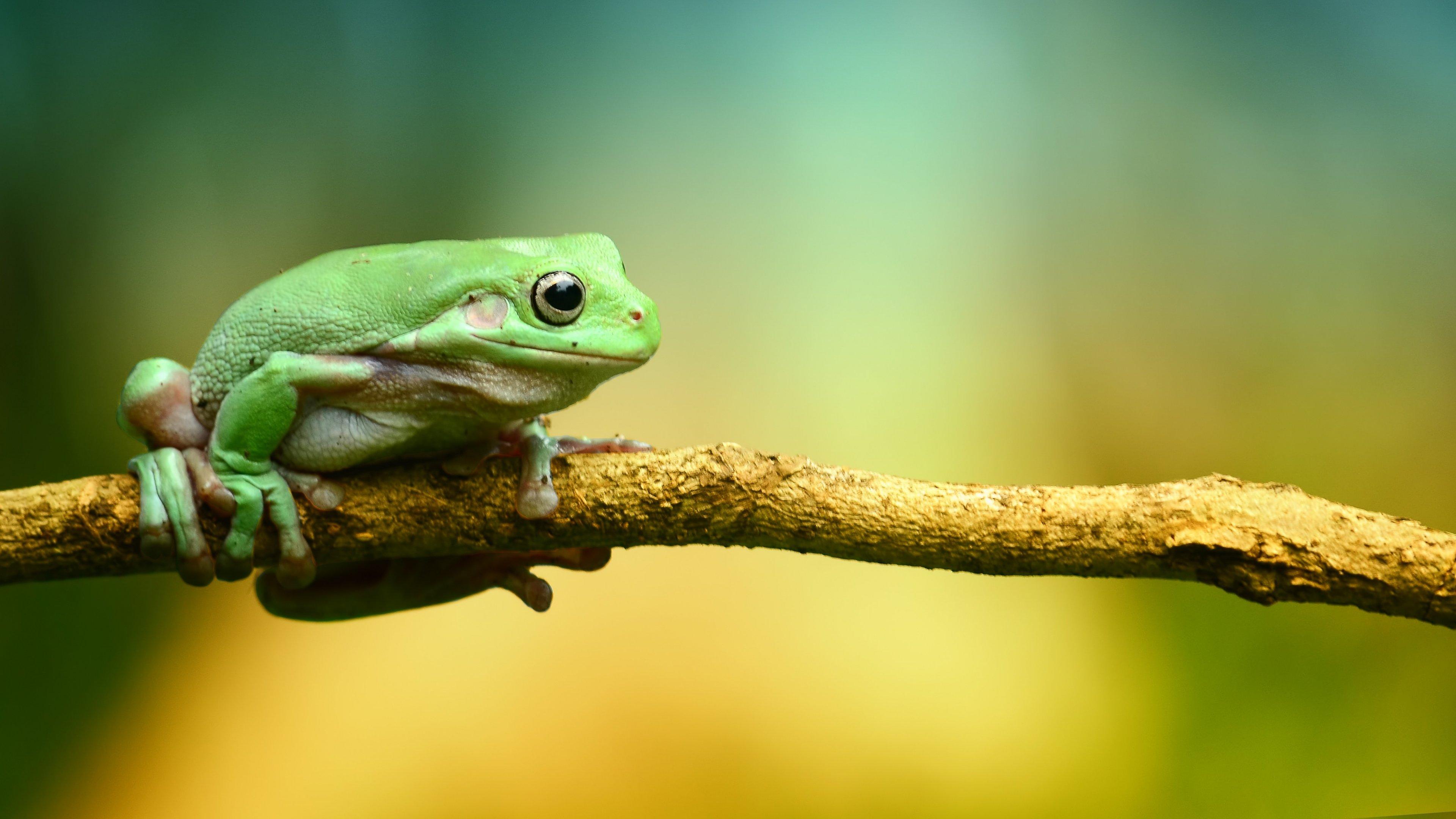 Green Frog Wallpaper, Android & Desktop Background