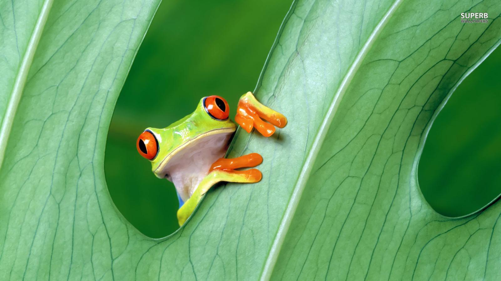 Frogs image Tree Frog HD wallpaper and background photo