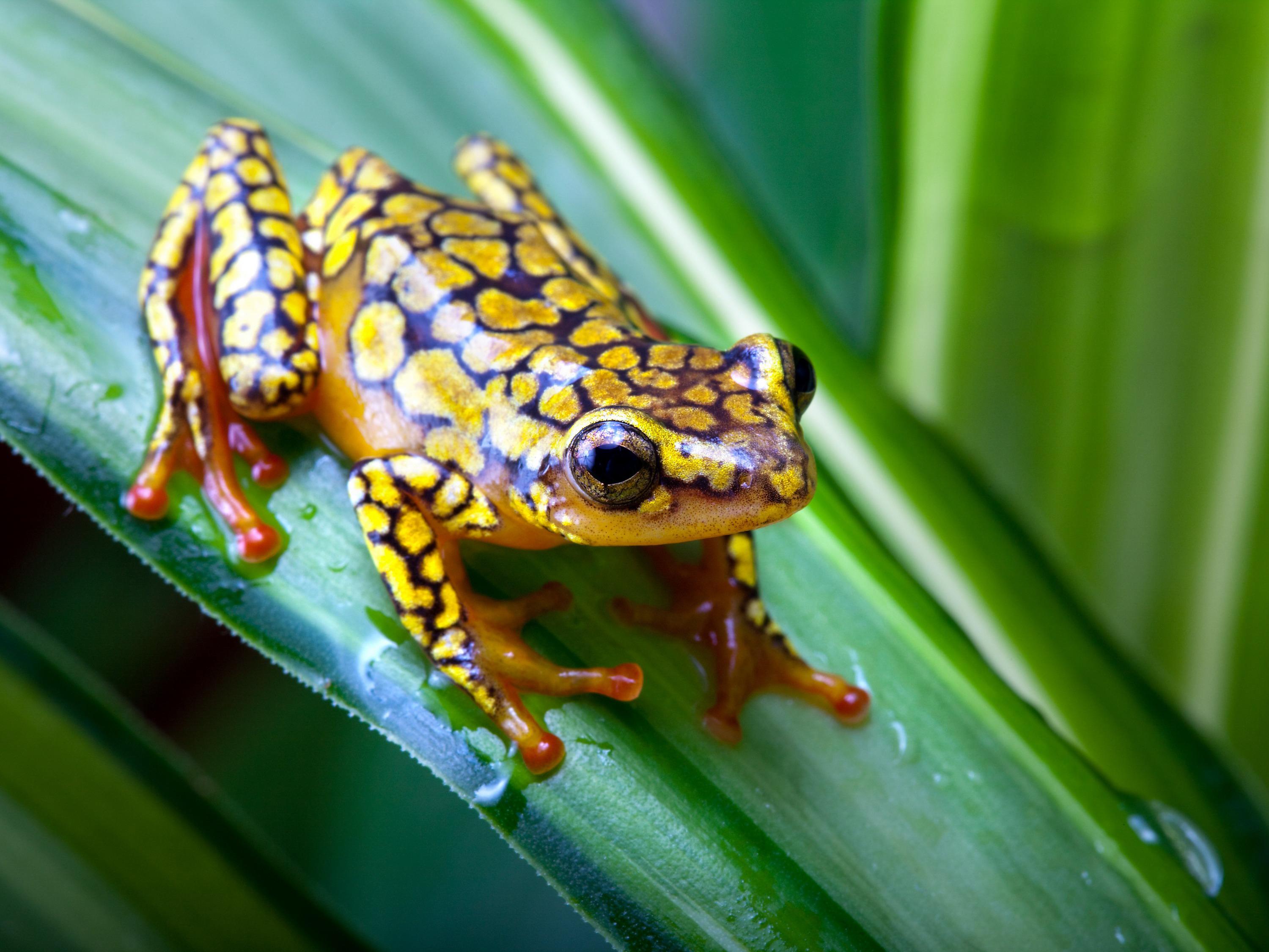 Poison dart frog Wallpaper and Background Image