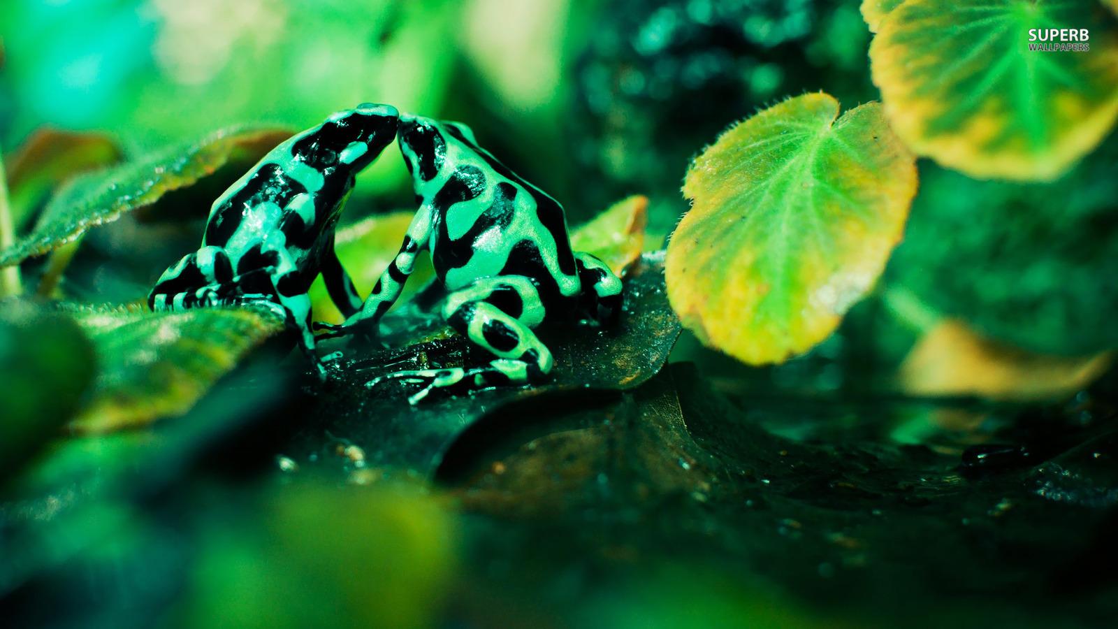 Frogs image Frogs HD wallpaper and background photo