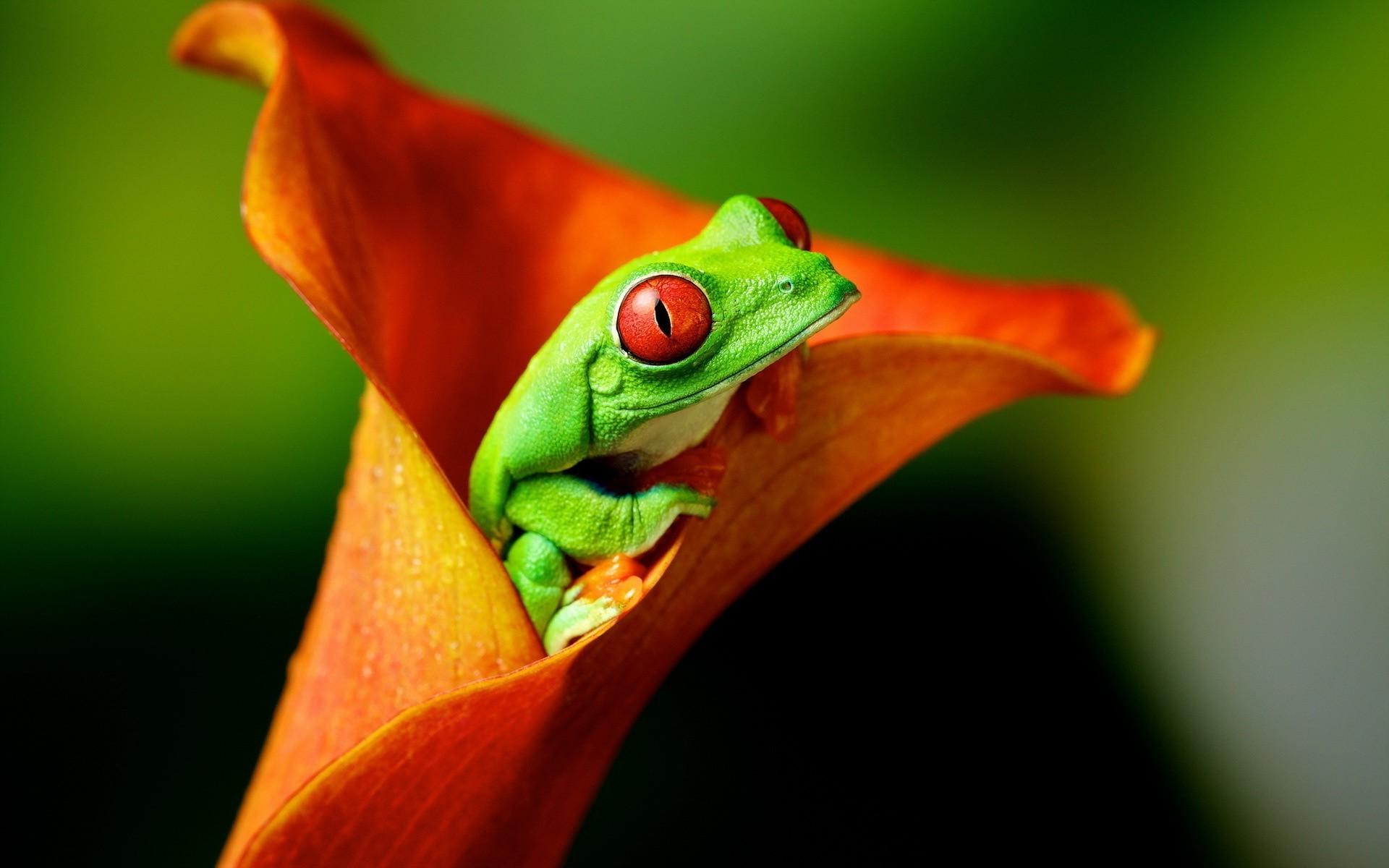 Wallpaper, animals, flowers, amphibian, Red Eyed Tree Frogs