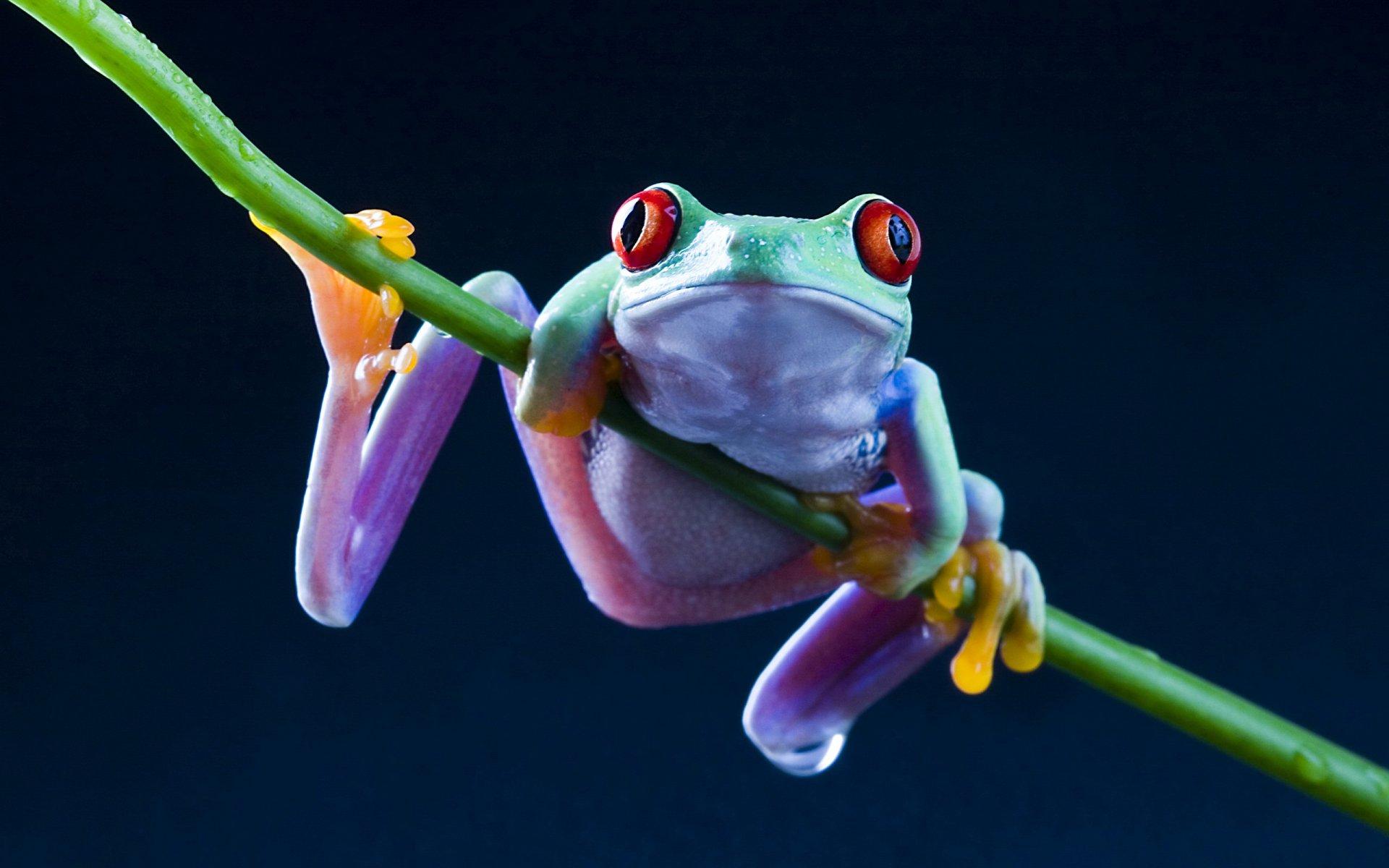 Frogs Wallpaper