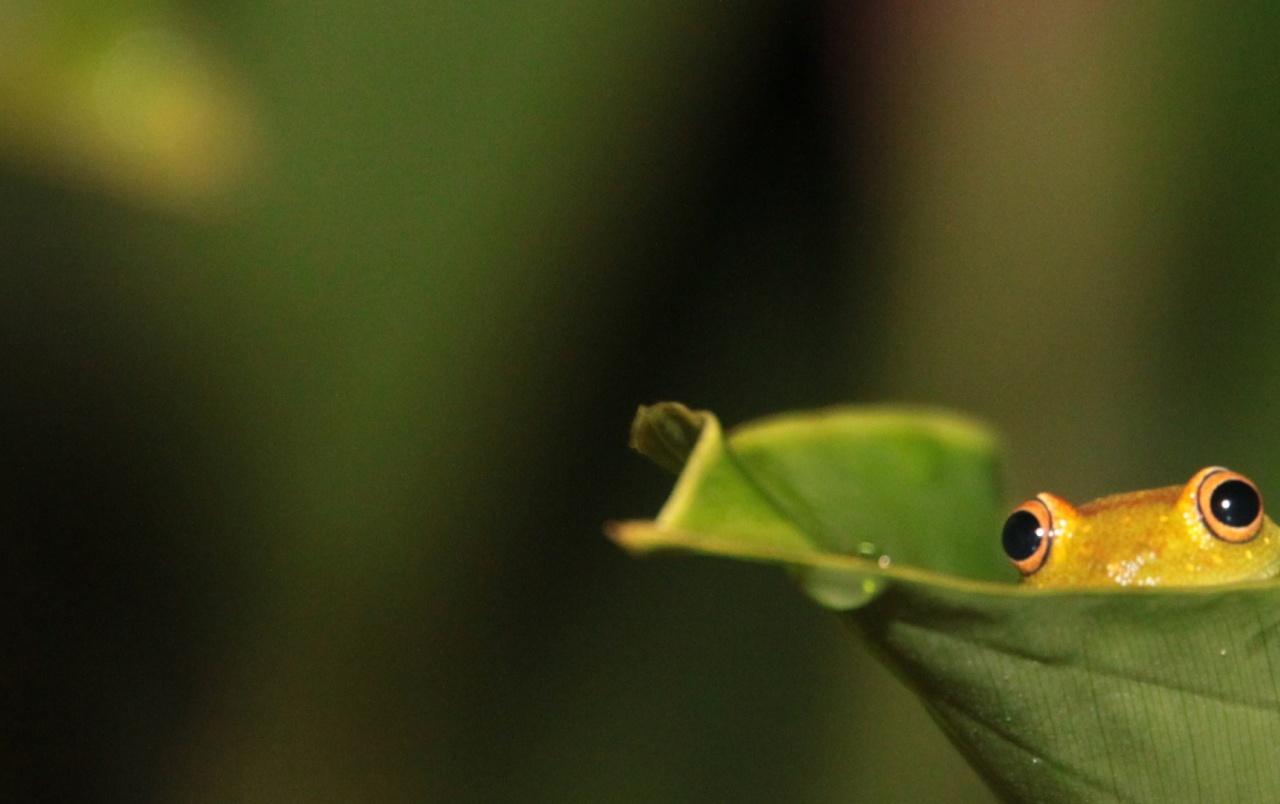 Frog hiding on leaf wallpaper. Frog hiding on leaf