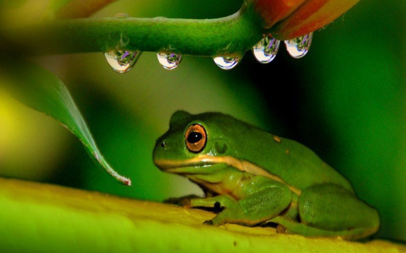 Modern Frog Desktop Wallpaper Frogs Wallpaper and Background. Hot