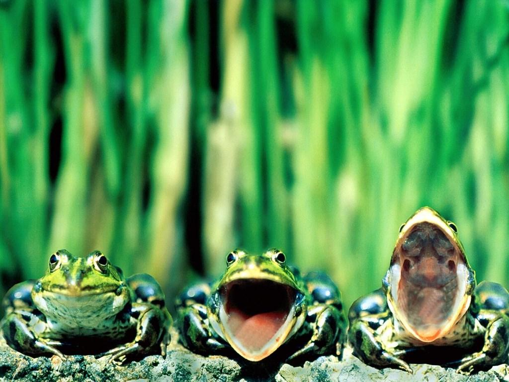 Wallpaper Frog, Green, Singing Frogs. Desktop Background