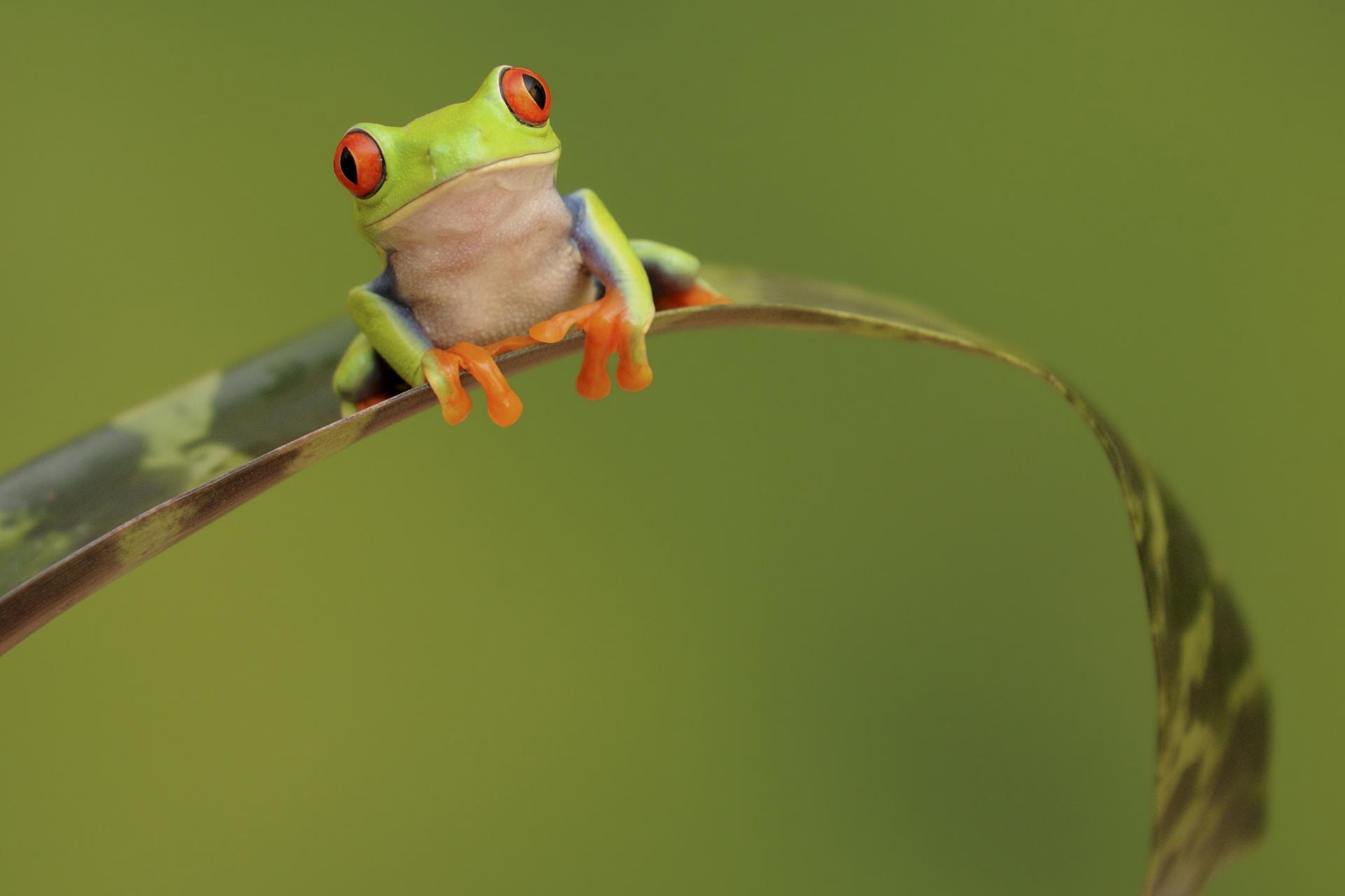 Frog Wallpaper Desktop Background