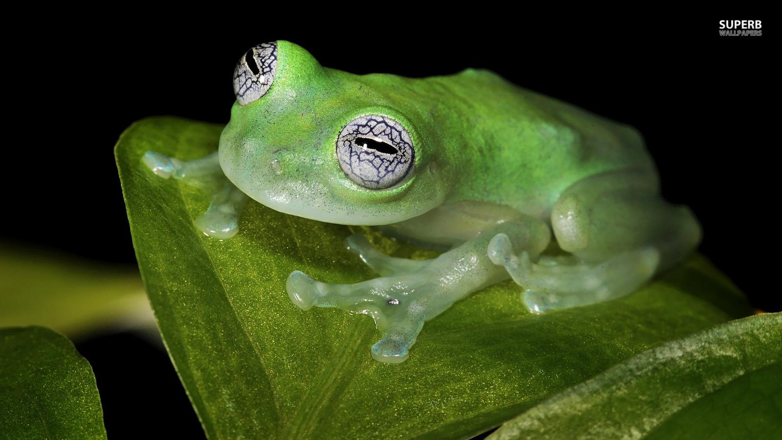 Frogs image Frog HD wallpaper and background photo