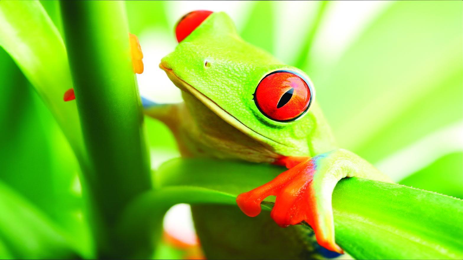 Cute Frog Wallpaper , Find HD Wallpaper For Free