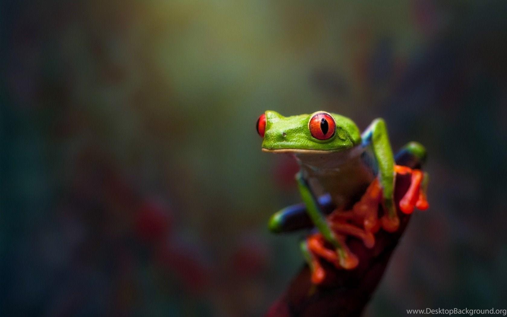 Animals, Frog, Amphibian, Red Eyed Tree Frogs Wallpaper HD