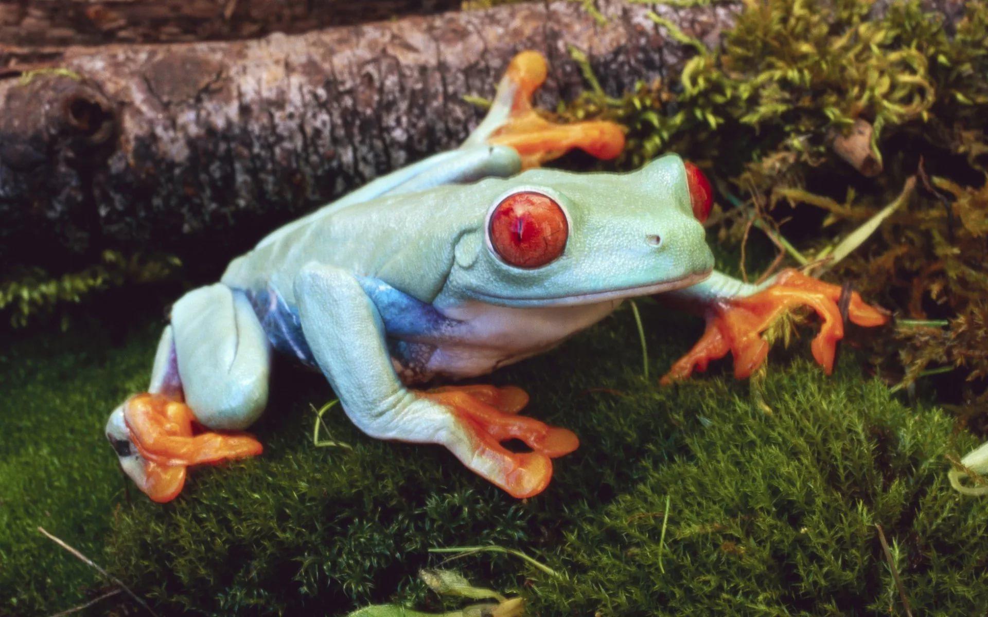 RedEyed Tree Frogs HD Wallpaper free