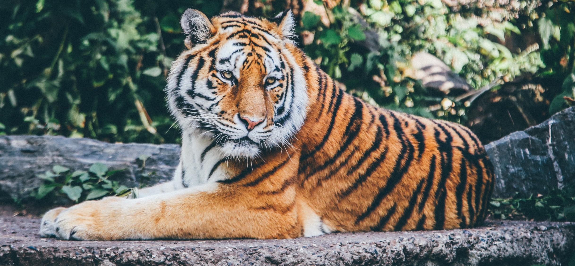Download Beautiful Zoo Tiger Wallpaper in HD iPhone X Wallpaper