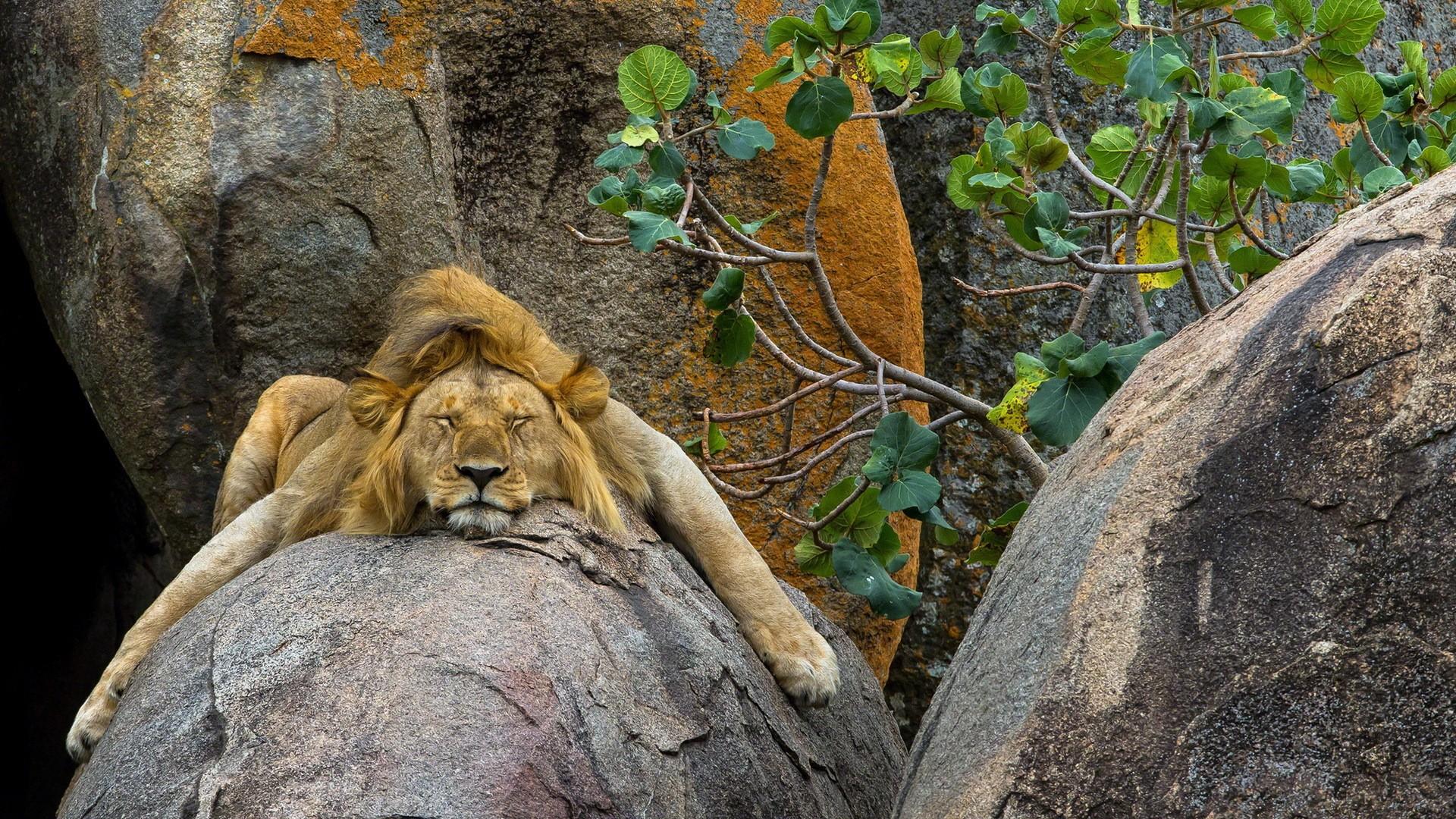 Lion sleeping sweetly on the rock at the zoo wallpaper and image