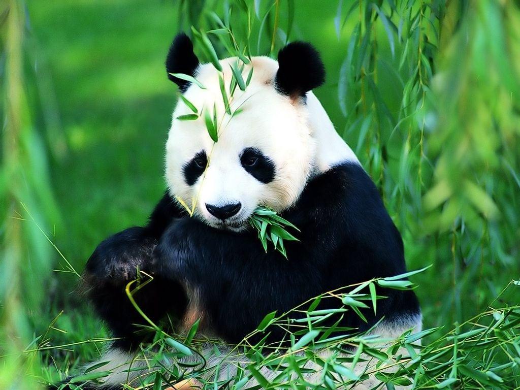 Free Download Panda HD Wallpaper And Background