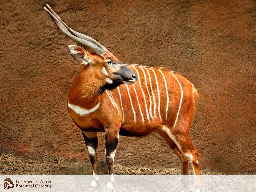 Bongo (free animal wallpaper courtesy of the LA zoo). Animals
