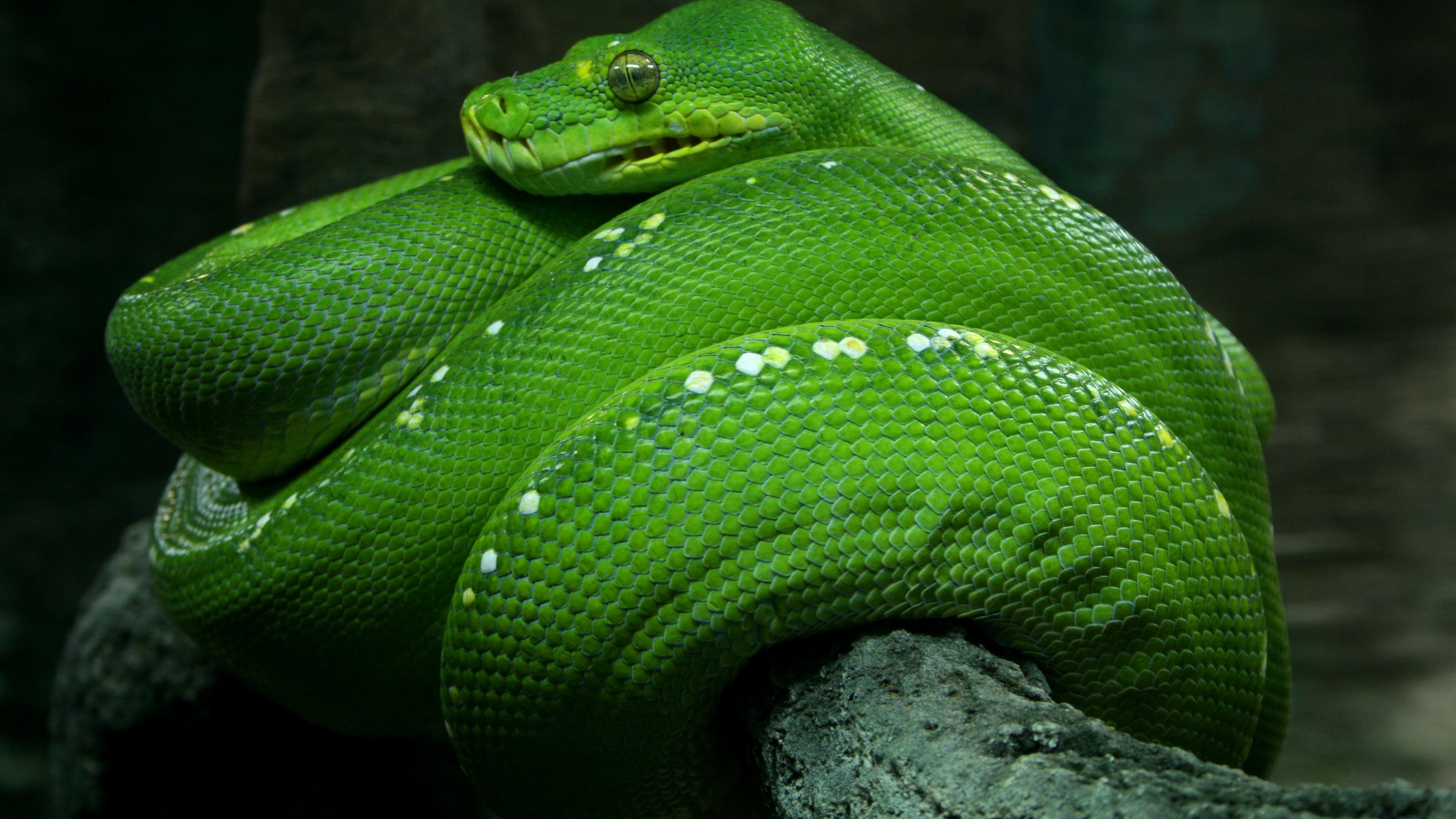 Wallpaper Python, Singapore, 4k, HD Wallpaper, Zoo, Emerald, Green, Snake, Eyes, Close Up, Tourism, OS