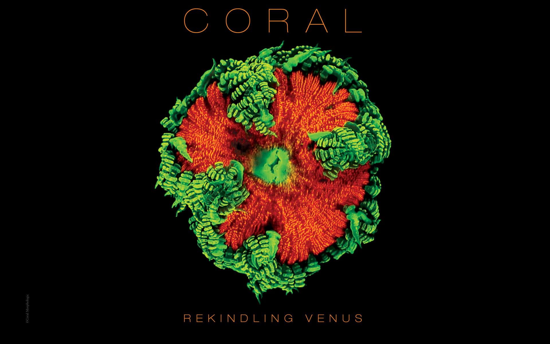 Exclusive Downloads. Lynette Wallworth Coral Rekindling Venus