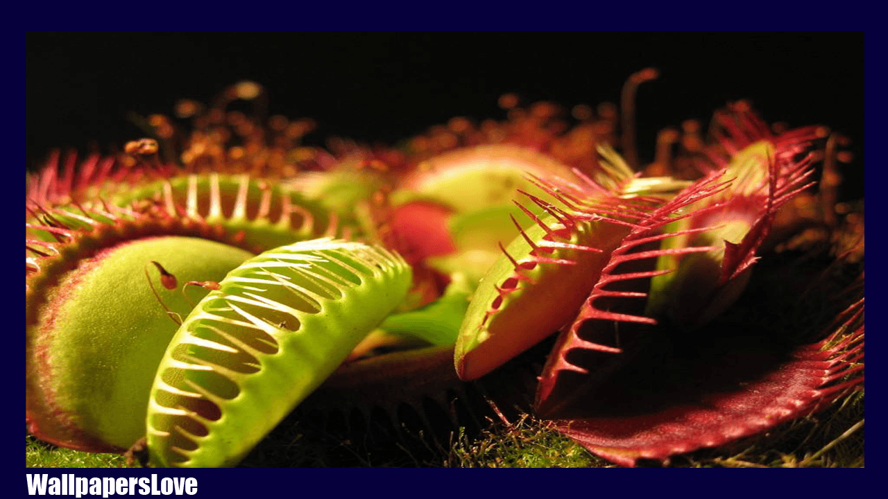 Venus flytrap Wallpaper and Background Image