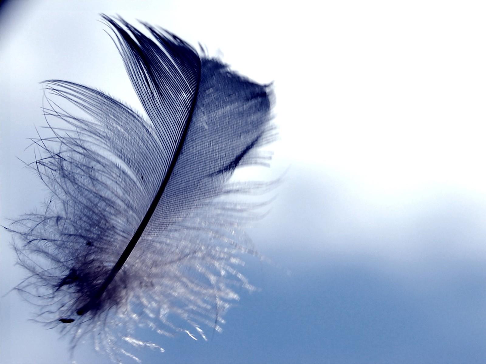 Beautiful Feathers Wallpaper and Picture