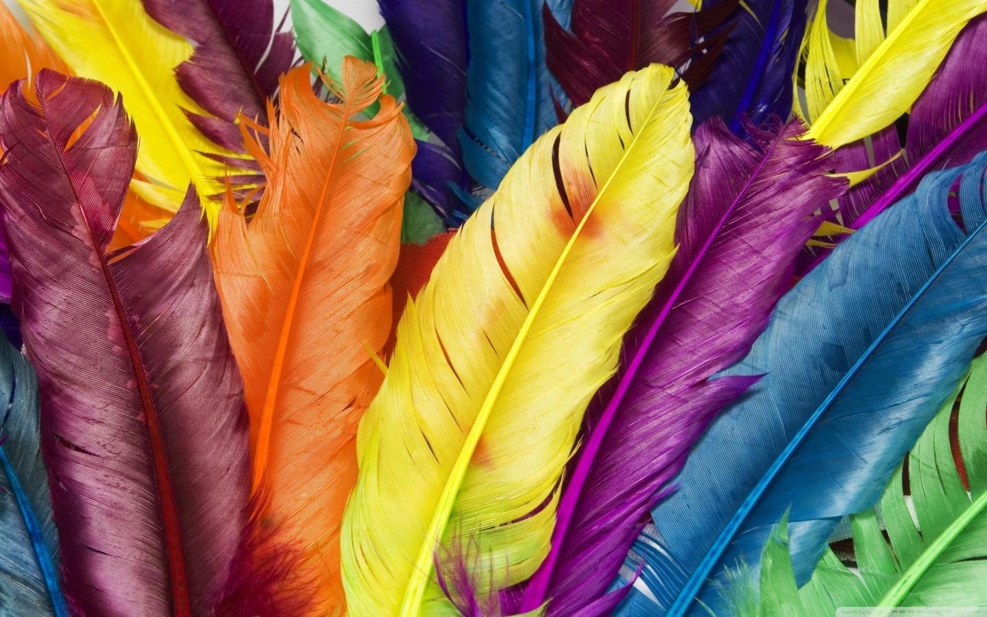Colorful Feathers ❤ 4K HD Desktop Wallpaper for 4K Ultra HD TV