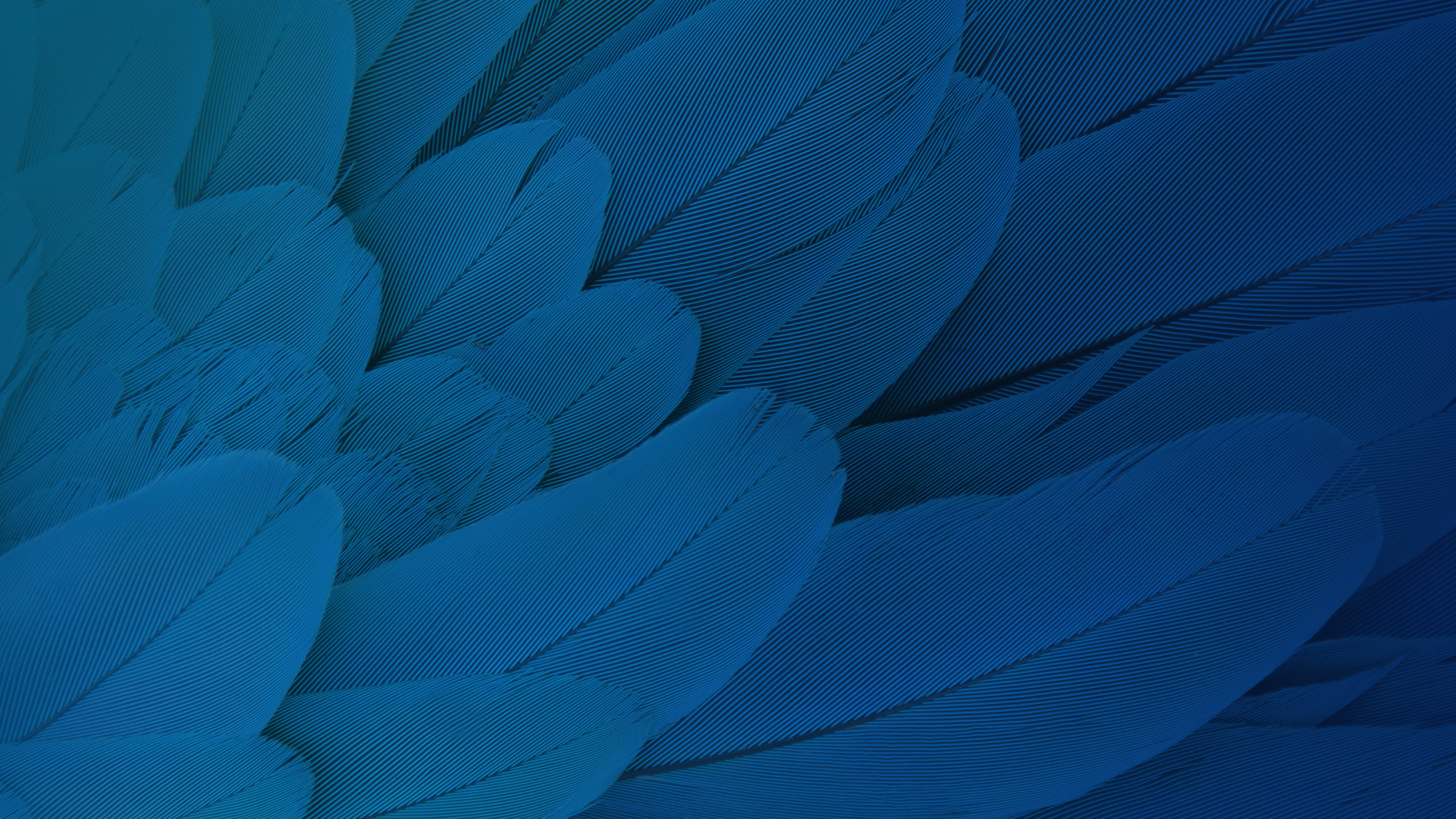 Wallpaper Feathers, Stock, HD, Creative Graphics