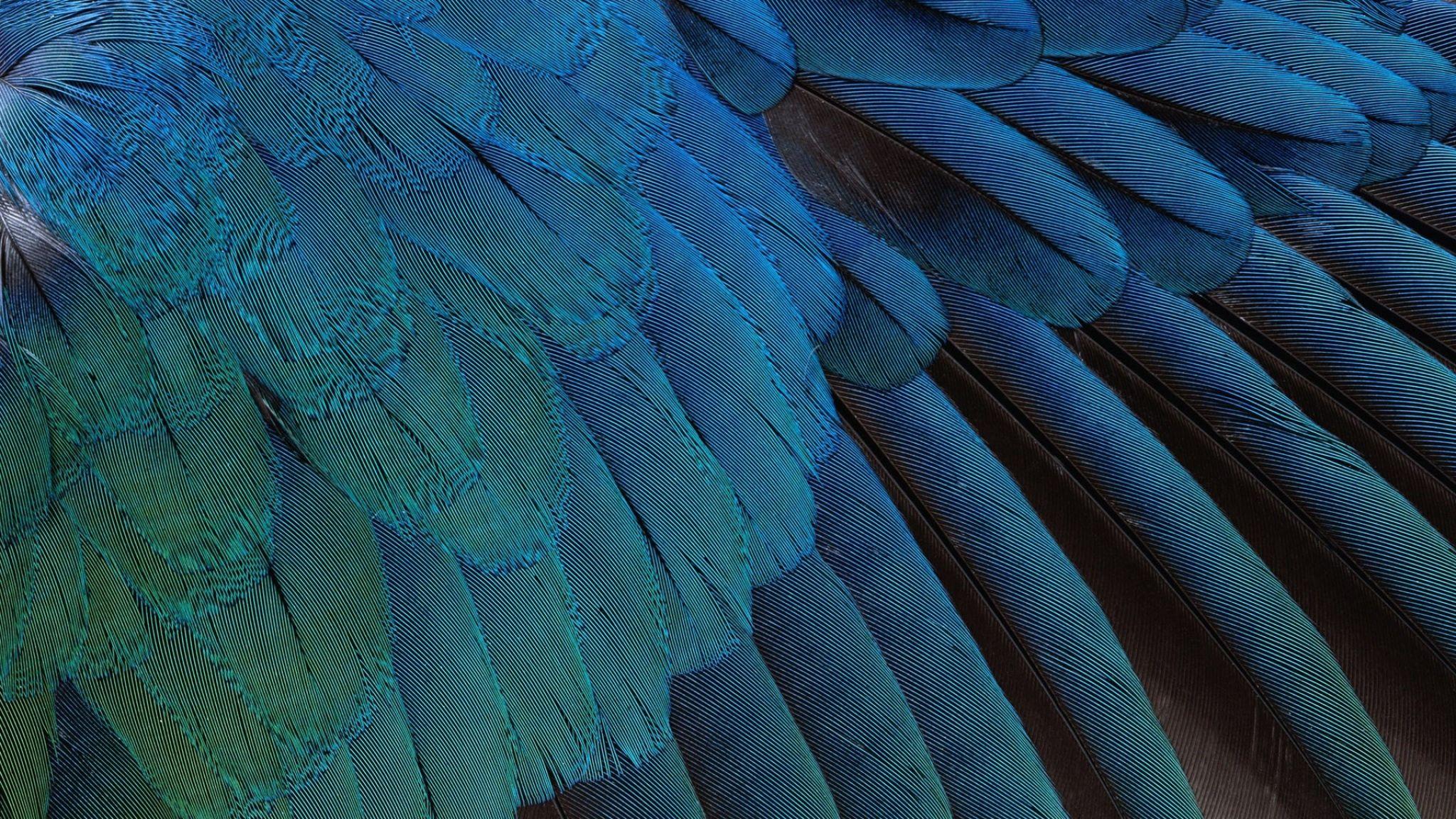 Feathers Wallpaper 30 - [2048x1152]