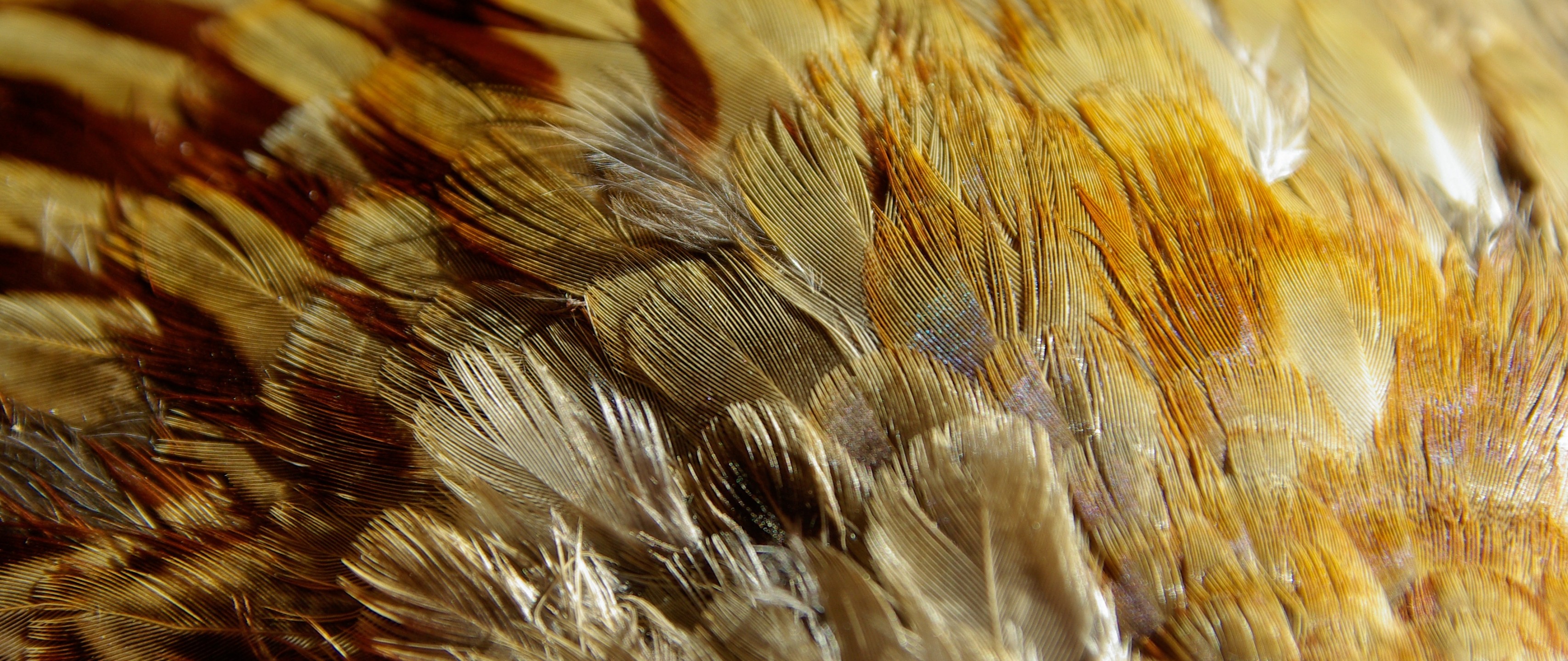 Download 3413x1440 Feathers Wallpaper