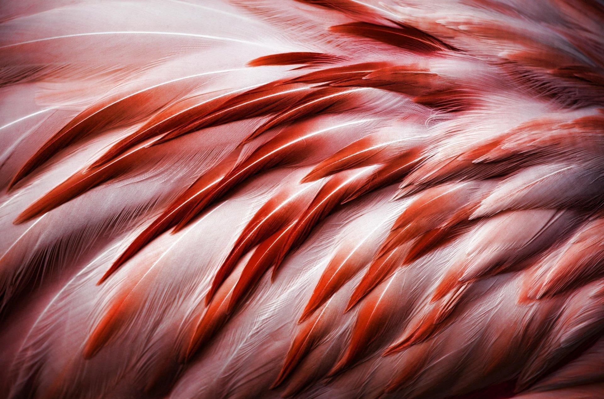 poultry flamingos feathers HD wallpaper