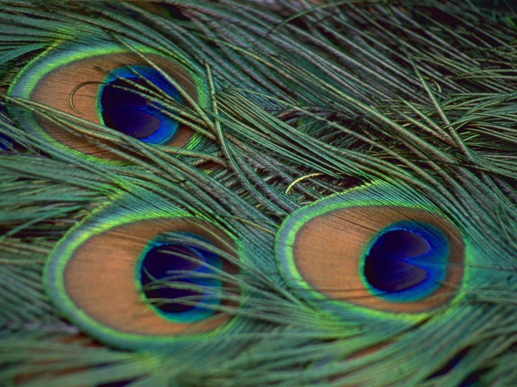Peacock Feathers Wallpaper.com HD Wallpaper
